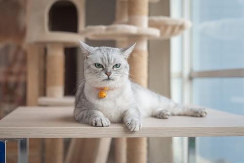ご機嫌ななめな猫