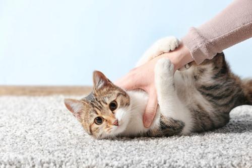 猫と人の手