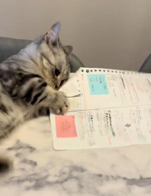 紙を折る猫