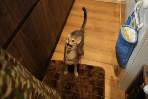 ごはん欲しさに鳴く猫
