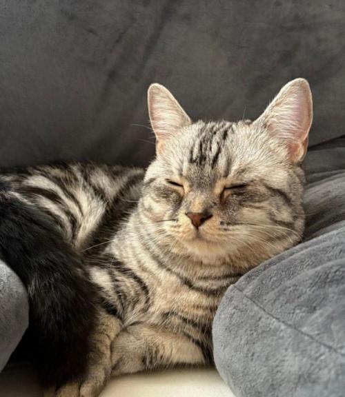 寝ている猫