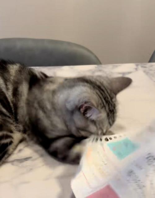 紙を噛もうとする猫