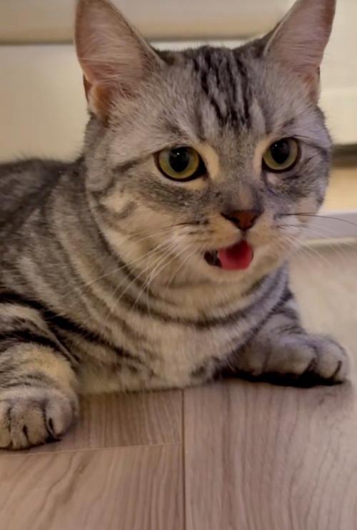 舌を出す猫