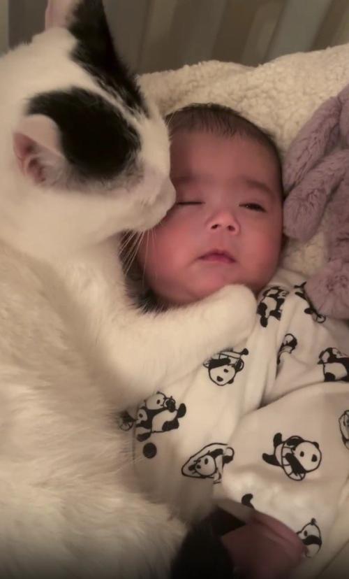 赤ちゃんと猫