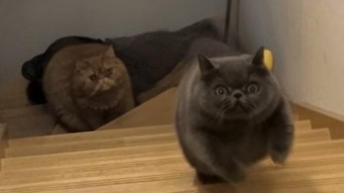 2匹の必死な顔のアップ