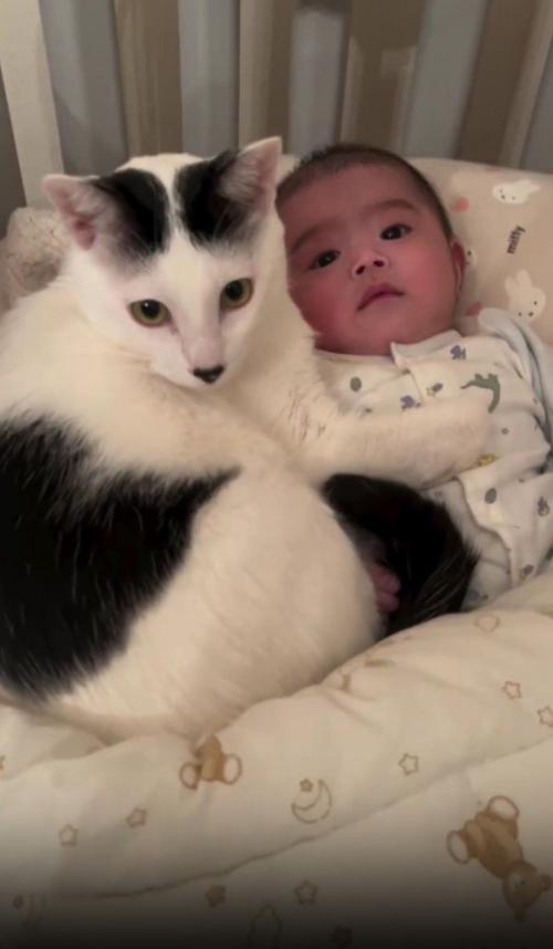 赤ちゃんと猫