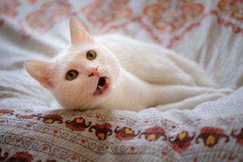 寝たまま返事をする猫