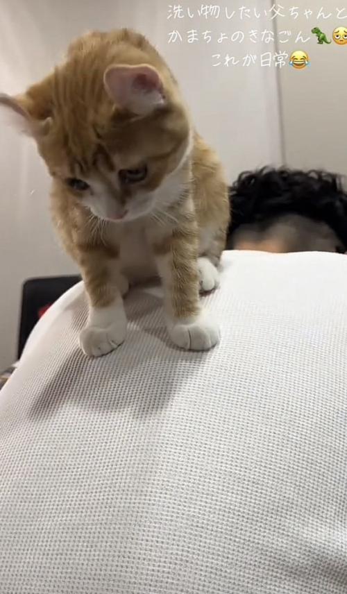 飼い主さんの背中に乗る猫の写真2-2