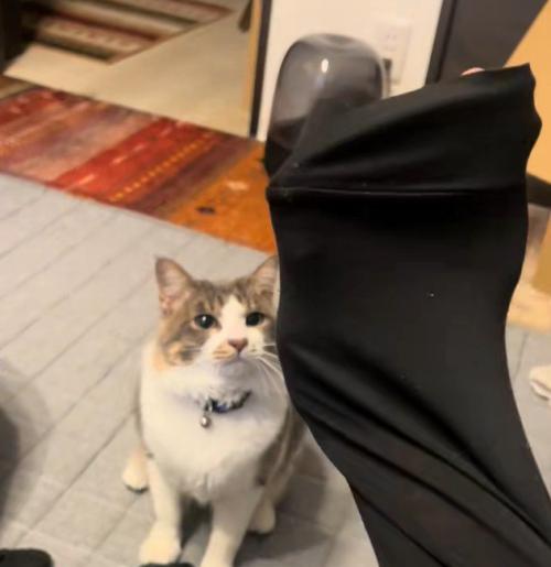 飼い主に呼ばれた猫