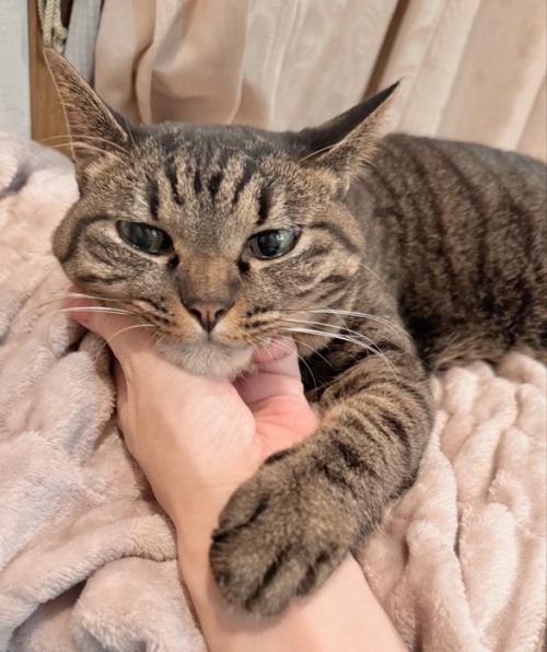 顎を撫でられるキジトラ猫