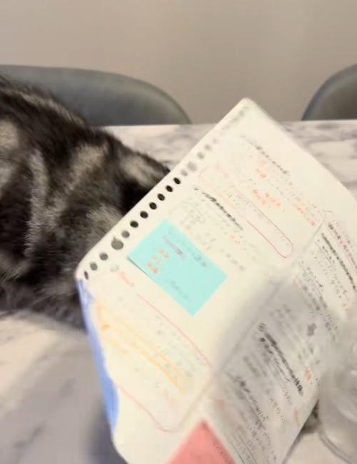 紙にもぐる猫