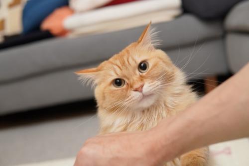 イカ耳の猫