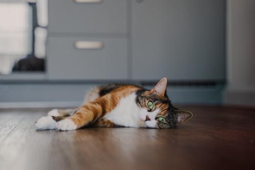 床で横になっている猫