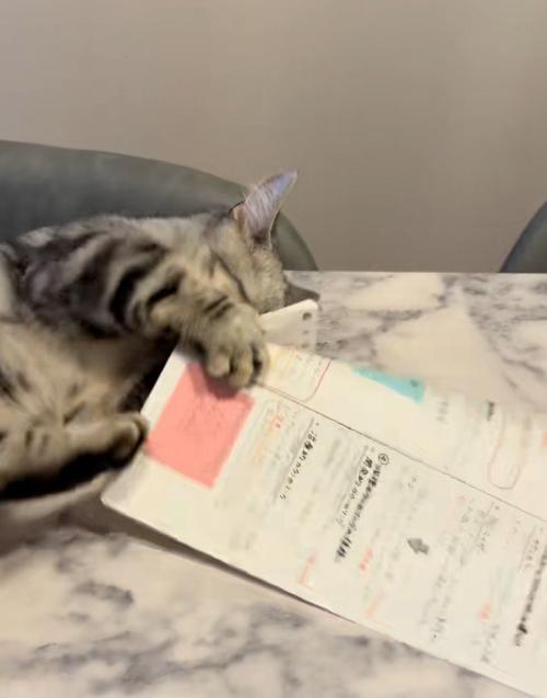 紙を蹴る猫