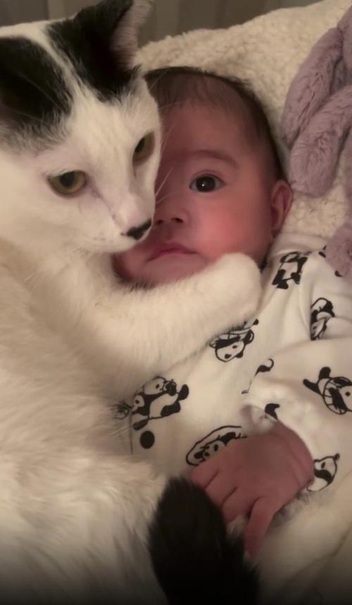 赤ちゃんと猫
