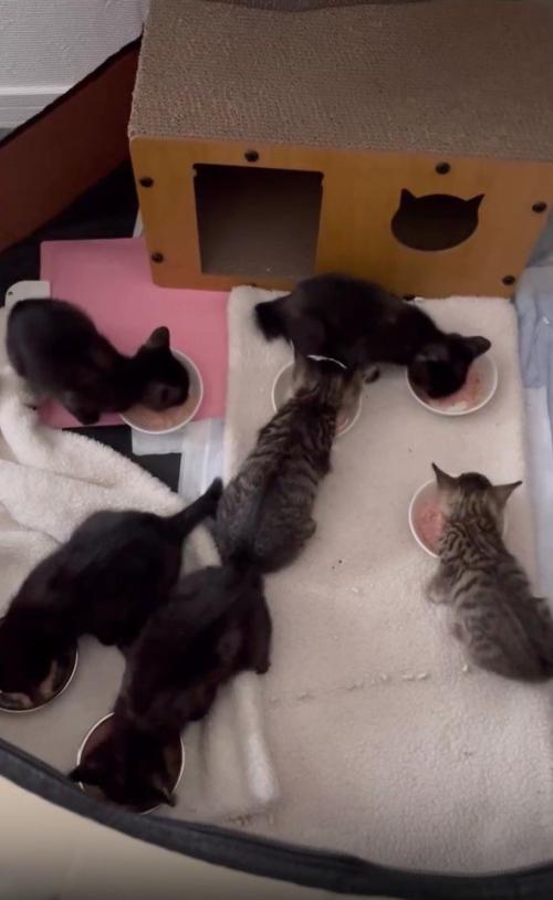 ごはんを食べる保護猫たち