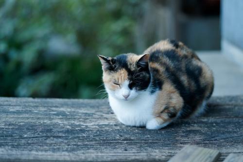 うずくまる猫