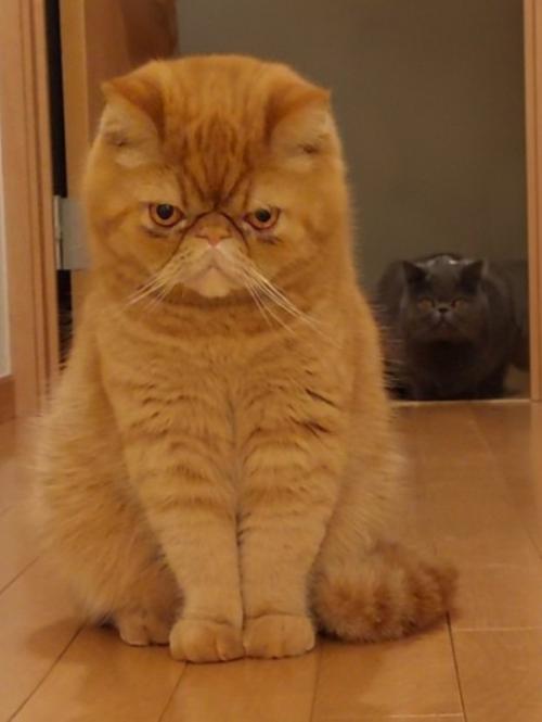 睨みつける兄猫（茶）と後ろに隠れる弟猫（グレー）