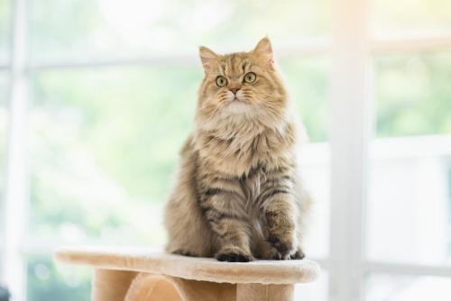 呼んでも来ない猫
