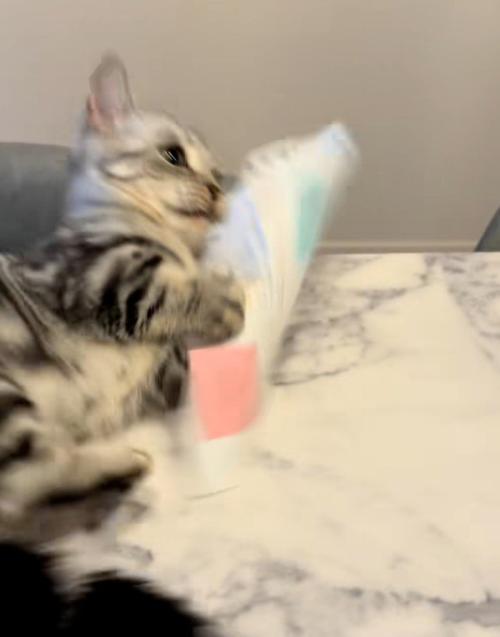 紙をつかむ猫2