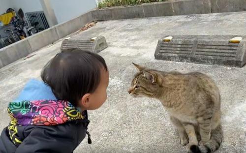 男の子の顔に近づく猫