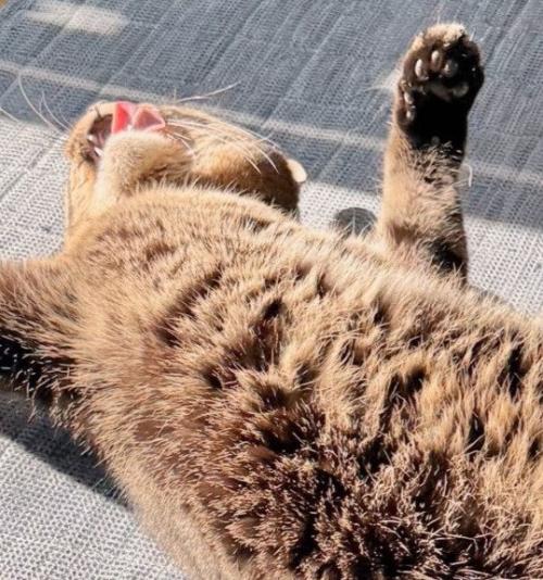 仰向けになって日向ぼっこ中の猫の口元