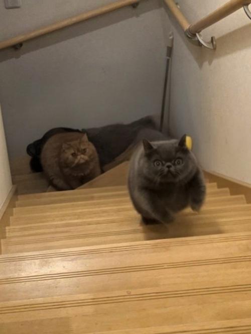 追われる弟猫（グレー）と追う兄猫（茶）