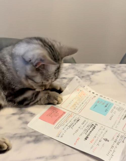 紙を踏む猫