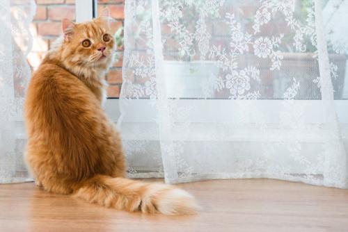振り向く猫