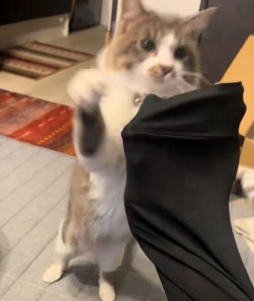 手にとびかかる猫