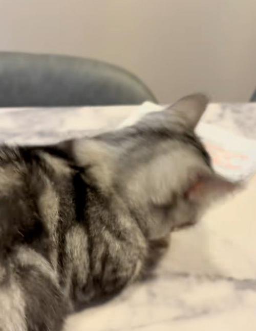 猫の後ろ姿