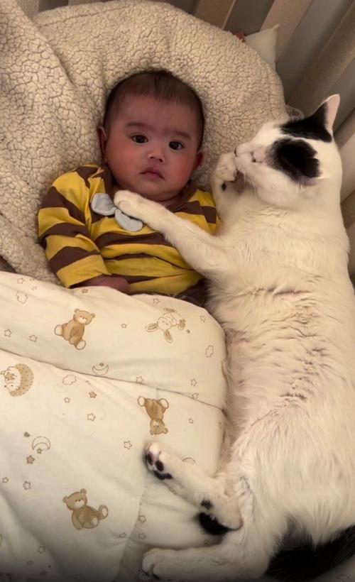 赤ちゃんと猫