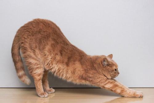 無視して伸びをする猫