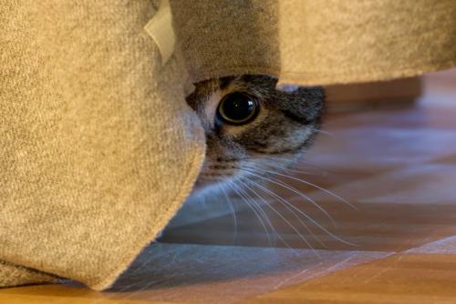 カーテン裏に隠れる猫