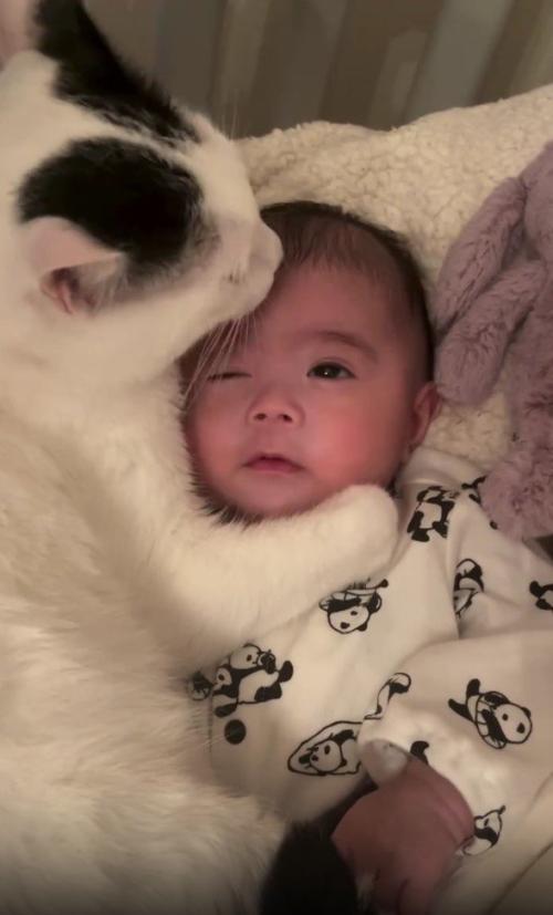 赤ちゃんと猫