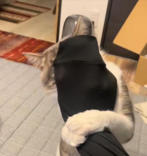 手首に絡みつく猫
