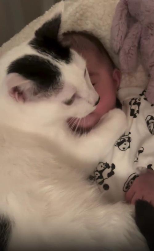 赤ちゃんと猫