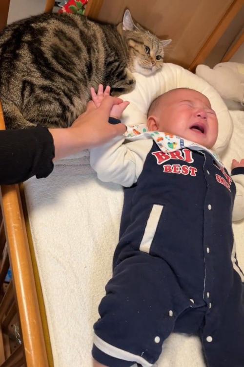 赤ちゃんの枕で寝る猫