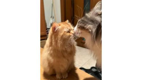 玄関にいる猫