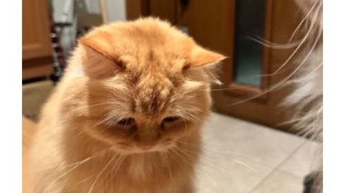 玄関にいる猫