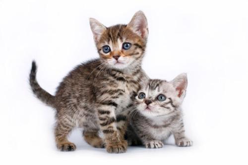 2匹の子猫