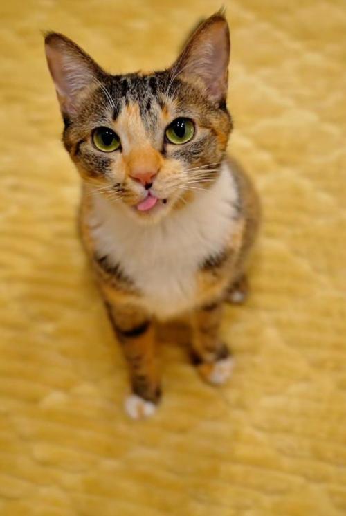舌を出す猫1
