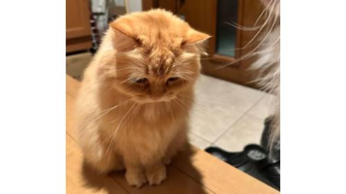 玄関にいる猫