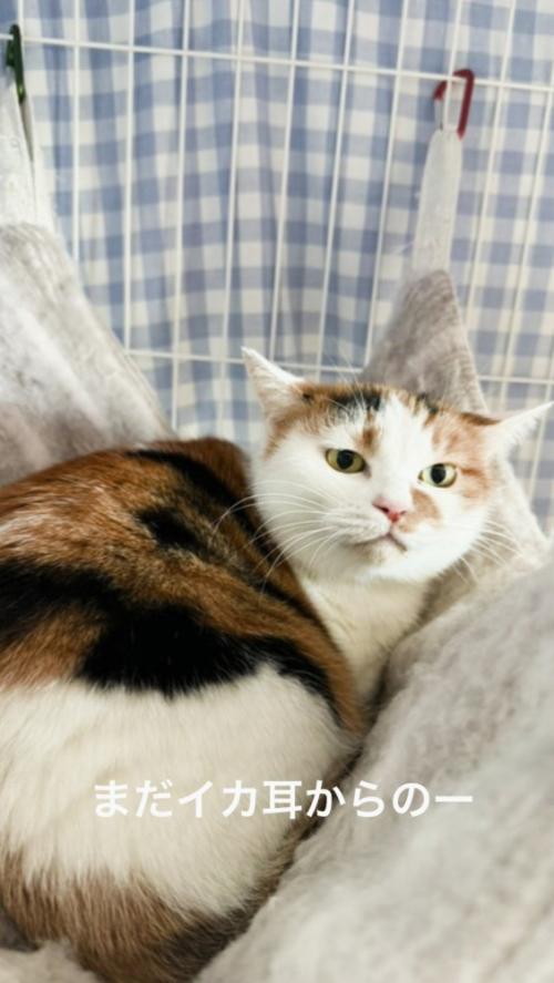 耳を倒しながら投稿者を見つめる猫