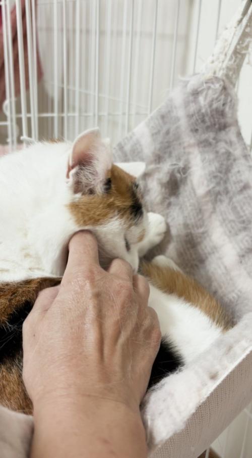 くつろいでいる猫を撫でる投稿者