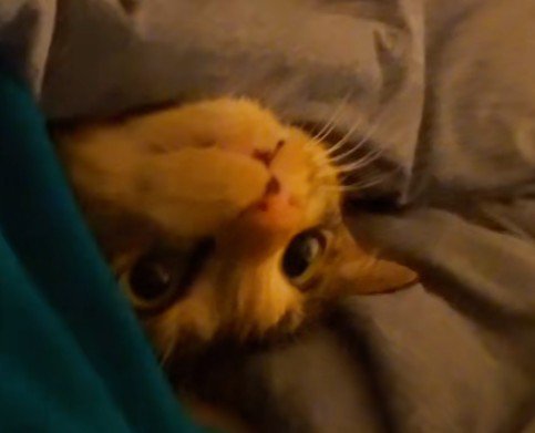猫の顔アップ
