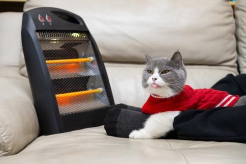 電気ストーブの前にいる猫