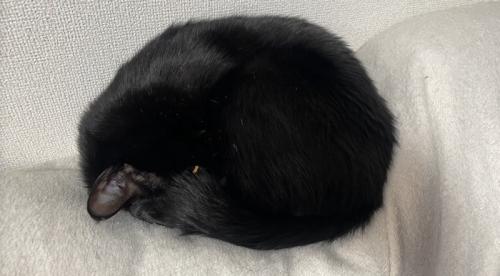 丸まって眠る猫