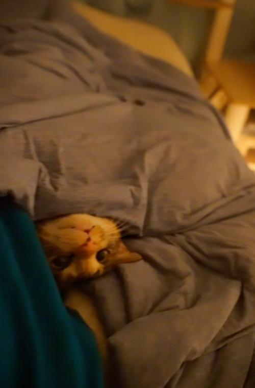 生首状態の猫