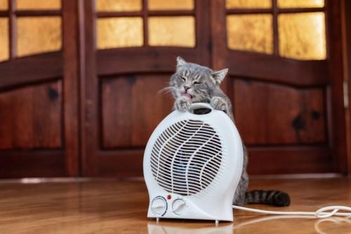 猫とストーブ